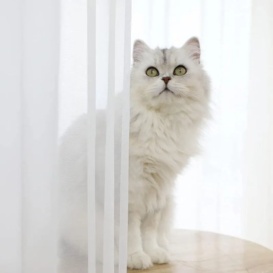 Rideau voilage blanc 1 Panneau|SERENYA